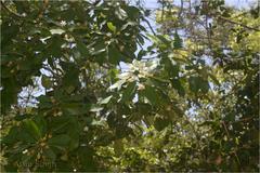 Manilkara roxburghiana